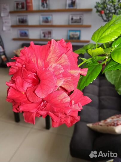 Красный махровый гибискус или китайская роза