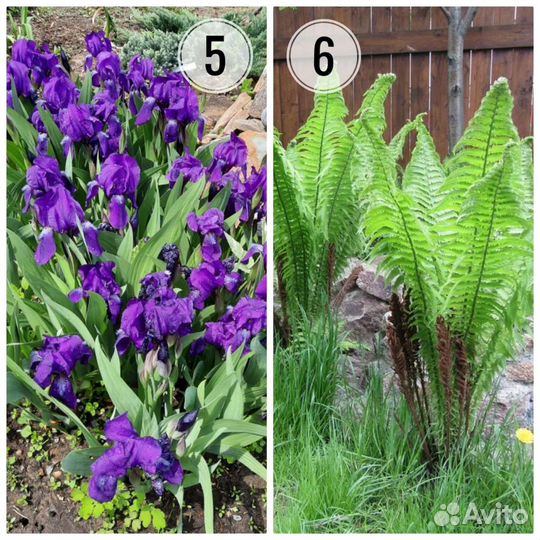 Садовые цветы многолетники