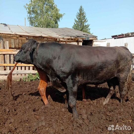 Бык на племя