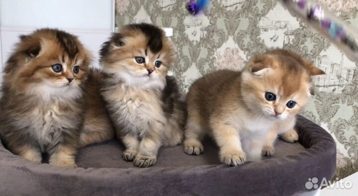 Золотая шиншилла