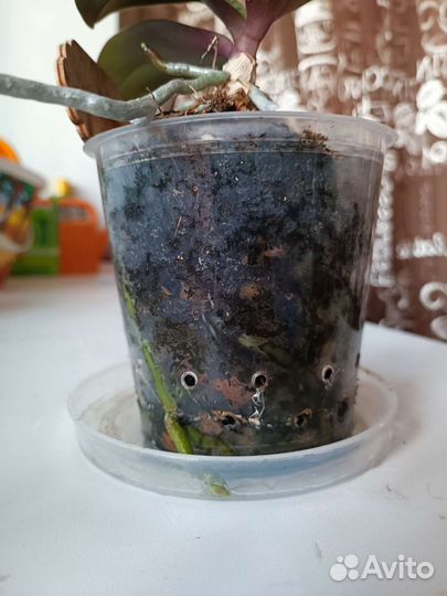 Орхидея Парфюмерная фабрика