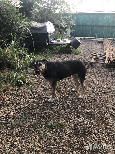 Собачка молодая стерилизованная