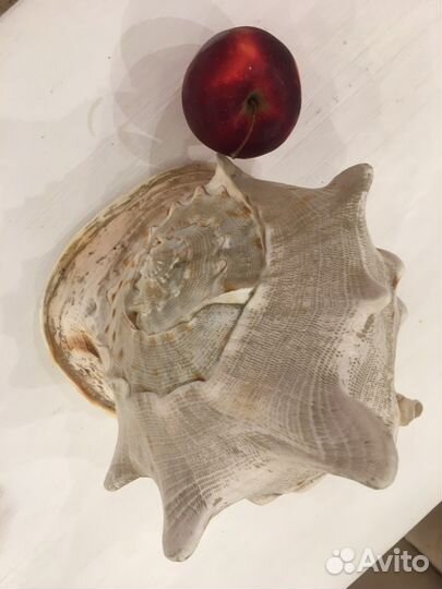 Ракушка большая