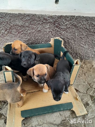 Собаки щенки бесплатно такса