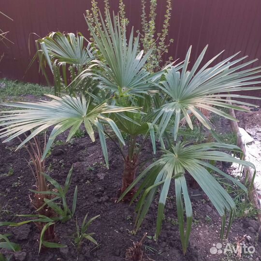 Пальма трахикарпус