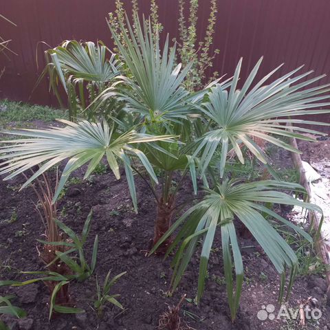 Пальма трахикарпус