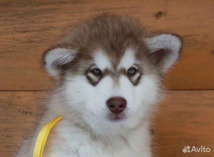 Мохнатые плюшки маламута