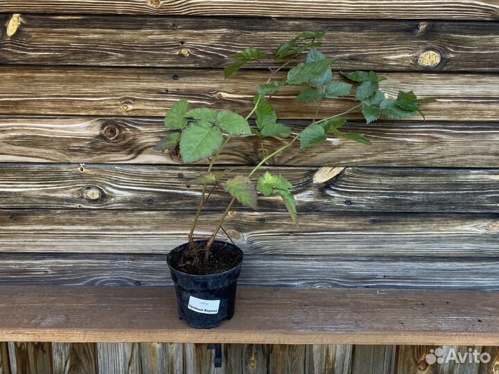 Саженцы ежевика натчез