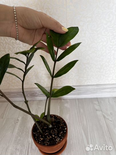 Замиокулькас