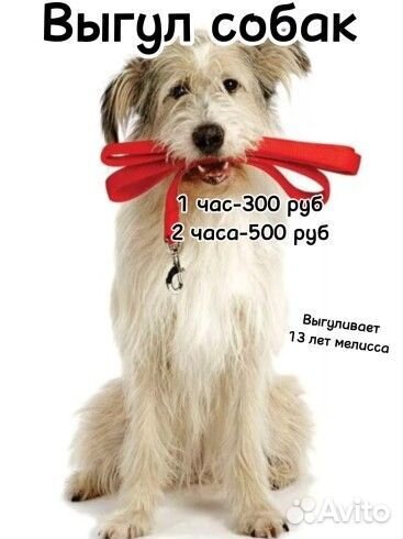 Собака