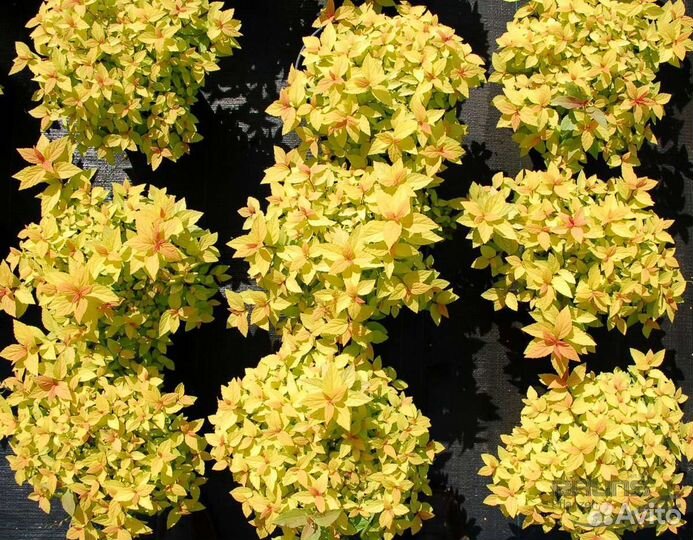 Спирея японская Голден Принцесс