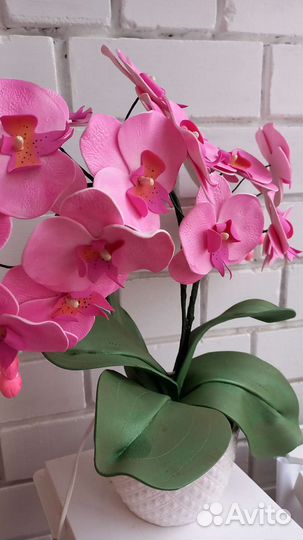 Орхидея ночник