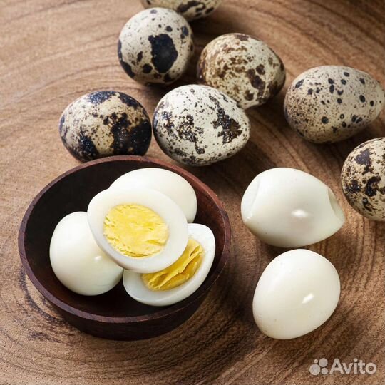 Перепела продажа