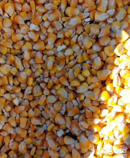 Семечко, Кормовой ячмень на корм/посев