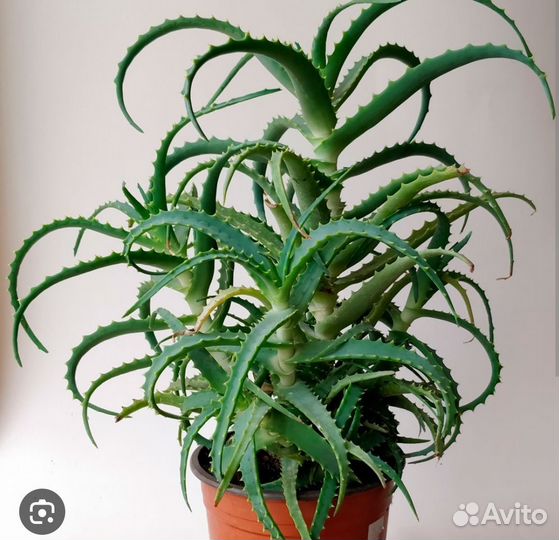 Алоэ лечебный