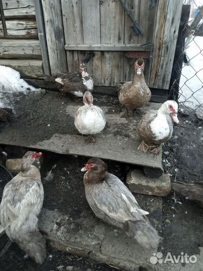 Индоутки несутся