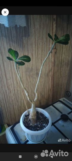 Адениум взрослый