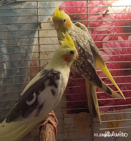 Птенцы попугая кореллы