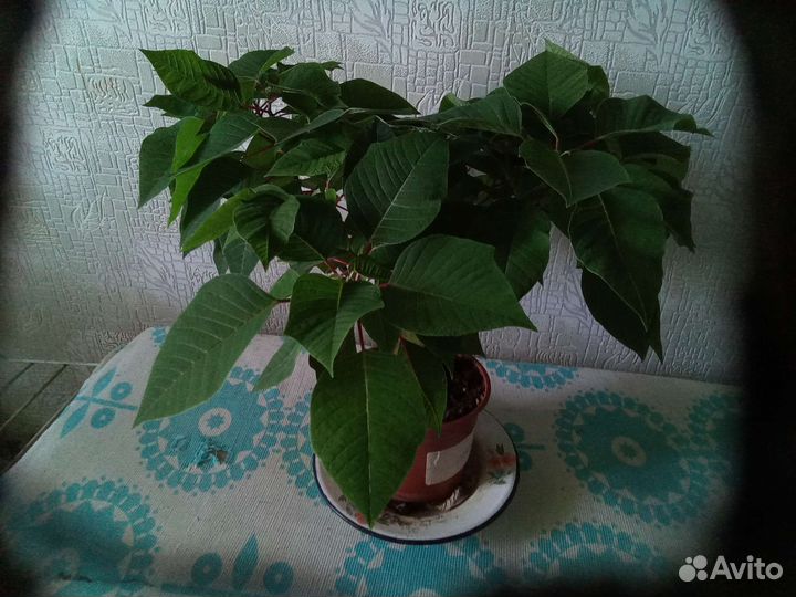 Пуансеттия, замиокулькас, калонхоэ