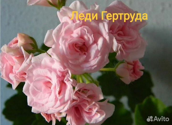 Пеларгония герань сортовая