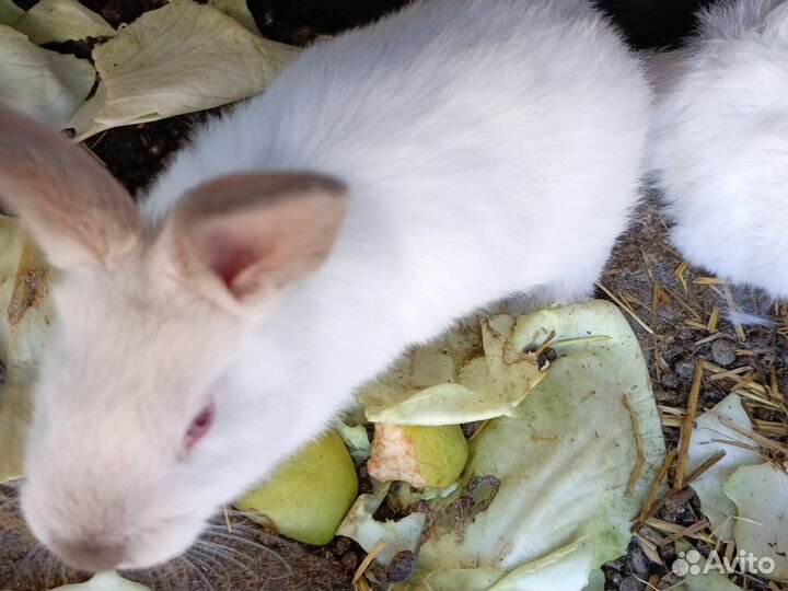 Крольчата Калифорния