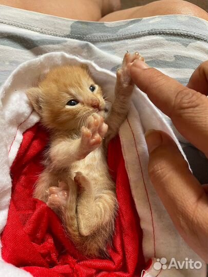 Рыжий Котенок в добрые руки в дар