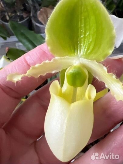 Венерин башмачок