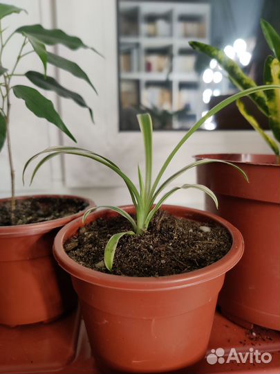 Фикус, хлорофитум, кодиенум