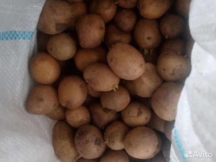 Семенной картофель