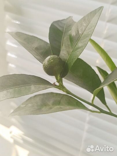 Мандарин, привитый из магазинной веточки, бэйбик