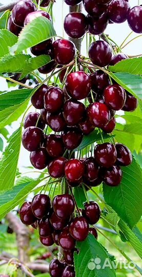 Саженцы морозостойкой черешни