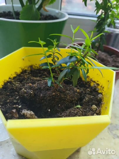 Миртовое дерево