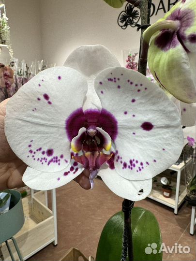 Орхидея Пикассо