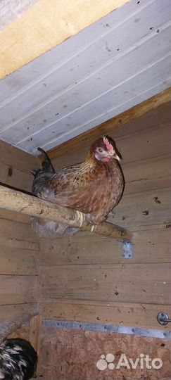 Молодые петухи