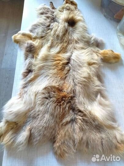 Шкура лисы