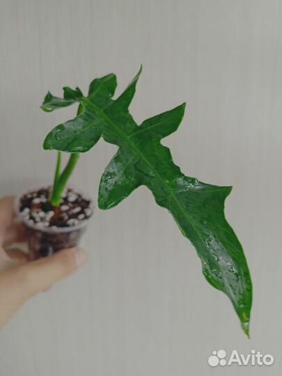 Комнатные растения