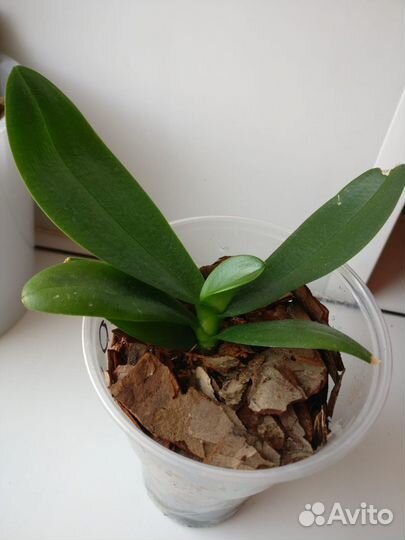 Фаленопсис Charming Snow Биг лип