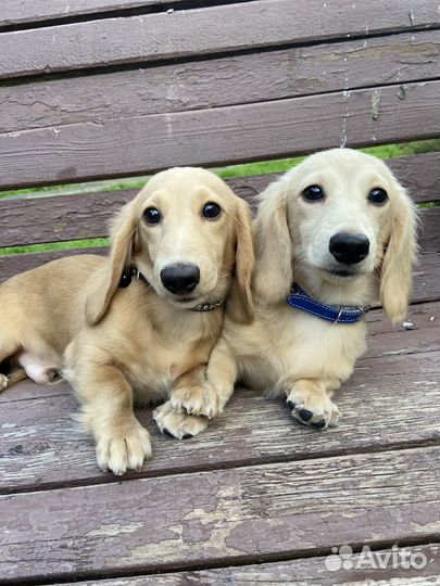 Щенки таксы кремовой (английский крем)