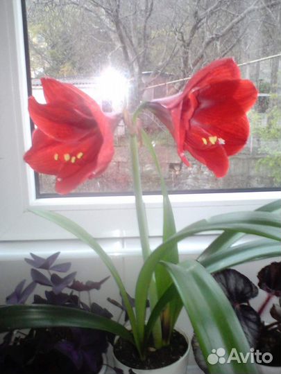 Гиппиаструм