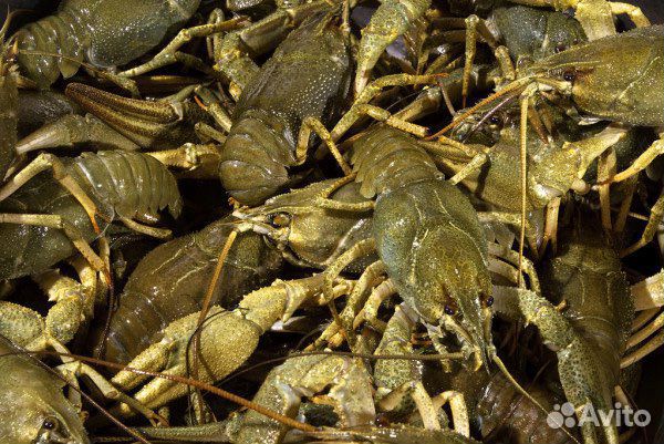 Продам живые раки