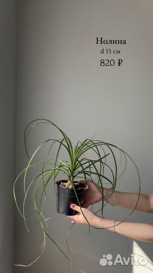 Кактусы и суккуленты