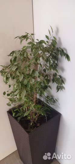 Фикус бенджамина наташа