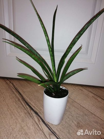 Сансевиерия сортовая