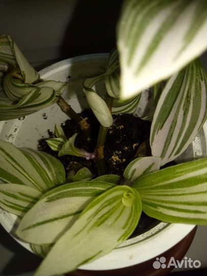 Традесканция триколор