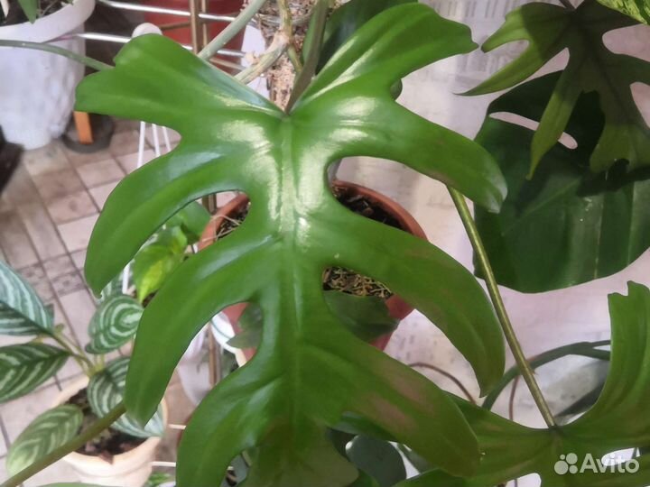 Филодендроны, алоказии редкие