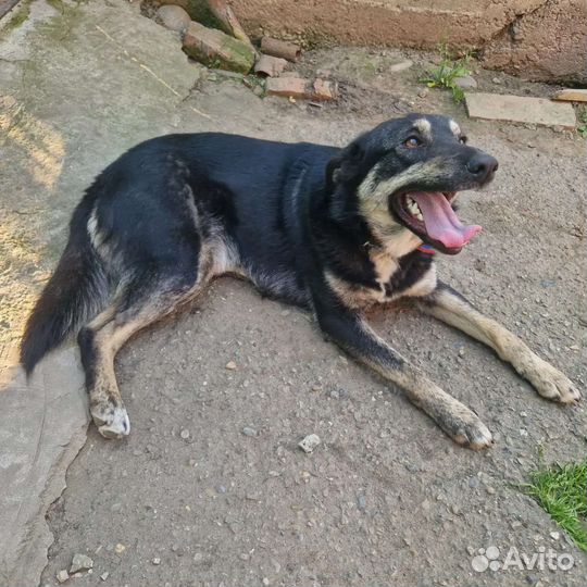 Ищет дом Азия