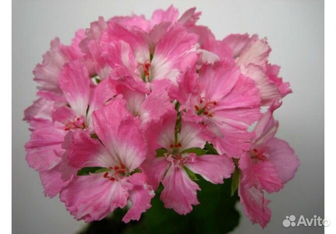 Герани / пеларгонии (укорененные черенки)