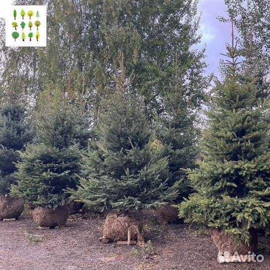 Саженцы ели опт