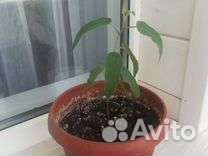 Эвкалипт комнатное растение