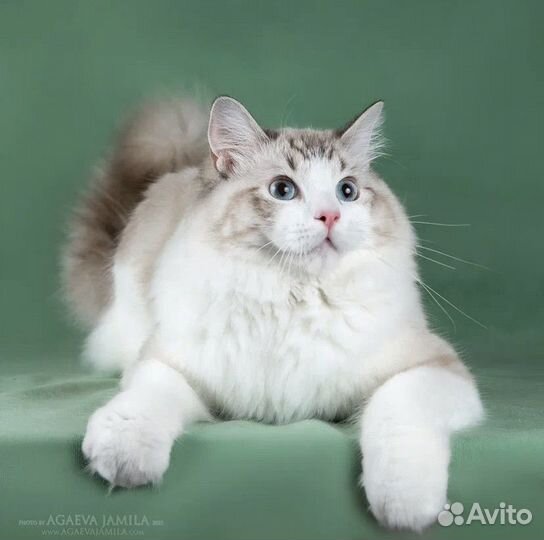 Рэгдолл Чешир